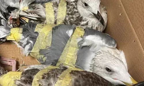 കാർഡ് ബോർഡ് ബോക്സിനുള്ളിൽ ചിറകുകൾ ബന്ധിച്ച രീതിയിൽ കുറച്ച് പക്ഷികൾ; പരിശോധനയിൽ കൈയ്യോടെ പൊക്കി; കുവൈറ്റിൽ കടൽകാക്കകളെ വേട്ടയാടിയ പ്രതികൾ പിടിയിൽ