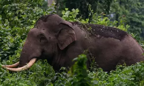 കാടിനുള്ളിൽ അസാധാരണ വലിപ്പമുള്ള കാൽപ്പാടുകൾ; വനം വകുപ്പ് ഉദ്യോഗസ്ഥരുടെ പരിശോധനയിൽ പതറി; വയനാട്ടിൽ കാട്ടാന ആക്രമണത്തിൽ വയോധികയ്ക്ക് ദാരുണാന്ത്യം; മുഖത്ത് മാരക മുറിവ്
