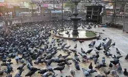 പൊതുജനാരോഗ്യത്തിന് ഭീഷണി; പൊതുസ്ഥലത്ത് പ്രാവുകൾക്ക് തീറ്റ നൽകിയയാൾക്ക് പിഴ ചുമത്തി കോടതി