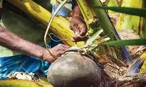 കള്ള് ചെത്താന്‍ ഇനി ടെക്നീഷ്യന്മാര്‍; ഒരു രൂപ ഫീസില്ല; പഠിക്കാന്‍ 10,000 രൂപ സ്‌റ്റൈപ്പന്‍ഡും