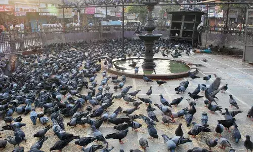 പൊതുജനാരോഗ്യത്തിന് ഭീഷണി; പൊതുസ്ഥലത്ത് പ്രാവുകൾക്ക് തീറ്റ നൽകിയയാൾക്ക് പിഴ ചുമത്തി കോടതി