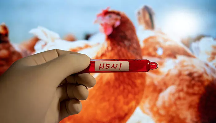 ആലപ്പുഴയിൽ പക്ഷിപ്പനി; ചിക്കൻ വിഭവങ്ങളുടെ വിപണനം തടഞ്ഞു; ഭക്ഷണം കഴിക്കാൻ എത്തിയവരെ ഉദ്യോഗസ്ഥർ ഇറക്കി വിട്ടു; നടപടി മുന്നറിയിപ്പ് നല്കാതെ; 30 മുതൽ ഹോട്ടലുകൾ അടച്ചിടും ആലപ്പുഴയിൽ പക്ഷിപ്പനി; ചിക്കൻ വിഭവങ്ങളുടെ വിപണനം തടഞ്ഞു; ഭക്ഷണം കഴിക്കാൻ എത്തിയവരെ ഉദ്യോഗസ്ഥർ ഇറക്കി വിട്ടു; നടപടി മുന്നറിയിപ്പ് നല്കാതെ; 30 മുതൽ ഹോട്ടലുകൾ അടച്ചിടും