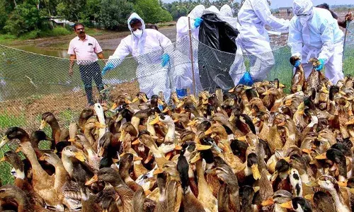 ആലപ്പുഴക്കാർക്ക് ഇപ്പൊ..മാംസം കണ്ടാൽ പേടി; പലയിടത്തും പക്ഷിപ്പനി ഭീതി; ചിക്കൻ വിഭവങ്ങൾ പാചകം ചെയ്യുന്നതിനും ആശങ്ക; നിർദ്ദേശങ്ങൾ കൃത്യമായി പാലിക്കണമെന്ന് അധികൃതർ