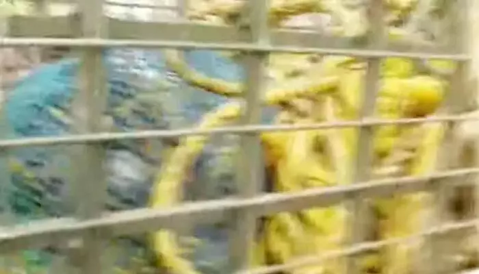 ചിറ്റാറിലെ വില്ലൂന്നിപ്പാറയില് കിണറ്റില് വീണ കടുവയെ രക്ഷപ്പെടുത്തി ചിറ്റാറിലെ വില്ലൂന്നിപ്പാറയില് കിണറ്റില് വീണ കടുവയെ രക്ഷപ്പെടുത്തി