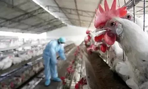 അവർക്ക് എന്താ..നിയമം ബാധകമല്ലേ..; പക്ഷിപ്പനിയെ തുടർന്ന് കോഴിയിറച്ചി നിയന്ത്രണം; ബ്രാൻഡഡ് സ്ഥാപനങ്ങളിൽ പരിശോധനയില്ലെന്ന് ആരോപണം; ആലപ്പുഴയിൽ ഹോട്ടലുകളടച്ച് പ്രതിഷേധം അവർക്ക് എന്താ..നിയമം ബാധകമല്ലേ..; പക്ഷിപ്പനിയെ തുടർന്ന് കോഴിയിറച്ചി നിയന്ത്രണം; ബ്രാൻഡഡ് സ്ഥാപനങ്ങളിൽ പരിശോധനയില്ലെന്ന് ആരോപണം; ആലപ്പുഴയിൽ ഹോട്ടലുകളടച്ച് പ്രതിഷേധം