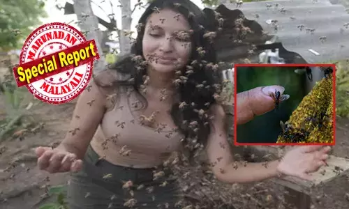 ഇവൻ ആളൊരു പാവത്താനാണ്; കുത്തിയാലും പേടിക്കണ്ട..അത്ര അപകടകാരിയുമല്ല; ഇത് ലോക ചരിത്രത്തിൽ തന്നെ ആദ്യം; ആമസോണിലെ തേനീച്ചകൾക്ക് നിയമപരമായ അവകാശങ്ങൾ അനുവദിച്ചു; സംരക്ഷണ ഉത്തരവ് പുറത്തിറക്കി അധികൃതർ