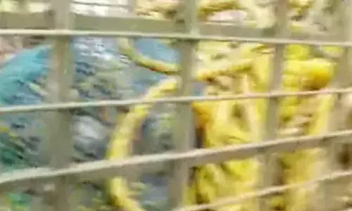 ചിറ്റാറിലെ വില്ലൂന്നിപ്പാറയില്‍ കിണറ്റില്‍ വീണ കടുവയെ രക്ഷപ്പെടുത്തി