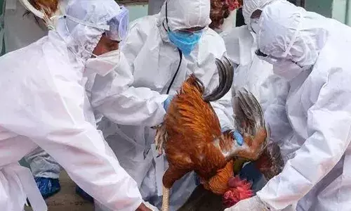 ആലപ്പുഴ ജില്ലയിലെ പക്ഷിപ്പനി ഭീതി; ഇനി മുതൽ കോഴിയിറച്ചിയും താറാവ് ഇറച്ചിയും പേടിക്കാതെ കഴിക്കാം; നിയന്ത്രണങ്ങൾ പൂർണമായും പിൻവലിച്ച് അധികൃതർ