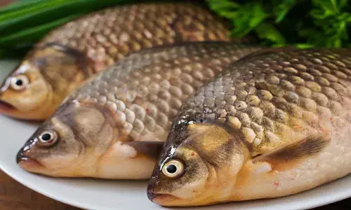 ഇനി മുള്ള് തൊണ്ടയിൽ കുടുങ്ങുമെന്ന പേടി വേണ്ട..; നമ്മുടെ അയൽ രാജ്യത്തിന്റെ വക ഉറപ്പ്; മുള്ളില്ലാ മത്സ്യത്തെ വികസിപ്പിച്ചെടുത്ത് ചൈന; അമ്പരന്ന് ഗവേഷകർ