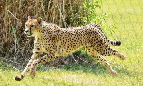 കര്‍ഷകനെ പുലി ആക്രമിച്ചു. രക്ഷപ്പെടാനുള്ള ശ്രമത്തിനിടെ കര്‍ഷകനും പുലിയും കിണറ്റില്‍ വീണു: രക്ഷയ്‌ക്കെത്തിയ ഉദ്യോഗസ്ഥരെ തടഞ്ഞ് നാട്ടുകാര്‍