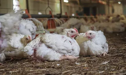 സംസ്ഥാനത്ത് കോഴിയിറച്ചിയുടെ വില കുതിച്ചുയരുന്നു; കൃത്രിമ ക്ഷാമം സൃഷ്ടിച്ച് വില വർദ്ധിപ്പിക്കുന്നു; സർക്കാർ ഇടപെട്ടില്ലെങ്കിൽ പ്രതിഷേധത്തിലേക്കെന്ന് ചെറുകിട വ്യാപാരികള്‍