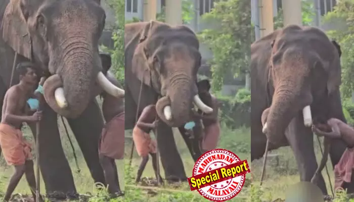 രണ്ട് മാസം മുമ്പ് പാപ്പാനെ കൊന്ന ആനയുടെ തുമ്പിക്കൈയില് പിഞ്ചുകുഞ്ഞിനെ ഇരുത്തി പാപ്പാന്റെ സാഹസം; ആനയുടെ അടിയിലൂടെ വലംവെച്ചു; ഹരിപ്പാട് ദേവസ്വം പാപ്പാന്റെ കയ്യില് നിന്നും പിടിവിട്ട് കുഞ്ഞ് വീണത് ആനയുടെ കാലിന് മുന്നില്; ക്രൂരത മദ്യലഹരിയില്; ഞെട്ടിക്കുന്ന വീഡിയോ പ്രചരിച്ചതോടെ ദേവസ്വം അധികൃതരും പൊലീസും രണ്ട് മാസം മുമ്പ് പാപ്പാനെ കൊന്ന ആനയുടെ തുമ്പിക്കൈയില് പിഞ്ചുകുഞ്ഞിനെ ഇരുത്തി പാപ്പാന്റെ സാഹസം; ആനയുടെ അടിയിലൂടെ വലംവെച്ചു; ഹരിപ്പാട് ദേവസ്വം പാപ്പാന്റെ കയ്യില് നിന്നും പിടിവിട്ട് കുഞ്ഞ് വീണത് ആനയുടെ കാലിന് മുന്നില്; ക്രൂരത മദ്യലഹരിയില്; ഞെട്ടിക്കുന്ന വീഡിയോ പ്രചരിച്ചതോടെ ദേവസ്വം അധികൃതരും പൊലീസും