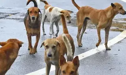 തെരുവുനായ ഷെല്‍ട്ടറുകള്‍ക്ക് ഭൂമിയില്ല, ജനങ്ങള്‍ പ്രതിഷേധത്തില്‍; സുപ്രീംകോടതിയില്‍ വെല്ലുവിളികള്‍ വിവരിച്ച് കേരളം