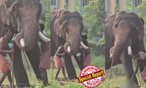 രണ്ട് മാസം മുമ്പ് പാപ്പാനെ കൊന്ന ആനയുടെ തുമ്പിക്കൈയില്‍ പിഞ്ചുകുഞ്ഞിനെ ഇരുത്തി പാപ്പാന്റെ സാഹസം;  ആനയുടെ അടിയിലൂടെ വലംവെച്ചു; ഹരിപ്പാട് ദേവസ്വം പാപ്പാന്റെ കയ്യില്‍ നിന്നും പിടിവിട്ട് കുഞ്ഞ് വീണത് ആനയുടെ കാലിന് മുന്നില്‍;  ക്രൂരത മദ്യലഹരിയില്‍;  ഞെട്ടിക്കുന്ന വീഡിയോ പ്രചരിച്ചതോടെ ദേവസ്വം അധികൃതരും പൊലീസും