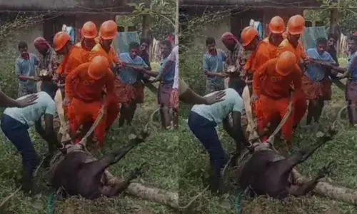 കുടിവെള്ളത്തിനായി ഉപയോഗിക്കുന്ന കിണറ്റിൽ ഉഗ്ര ശബ്ദം; നോക്കുമ്പോൾ കൂറ്റൻ ഒരു അതിഥി; പാലക്കാട് പോത്തിനെ രക്ഷപ്പെടുത്തി അഗ്നിരക്ഷാസേന