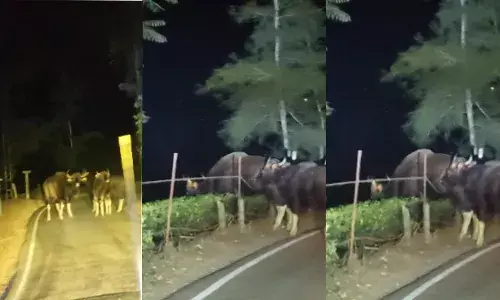 ഏലപ്പാറ-വാഗമണ്‍ റോഡില്‍ കാട്ടുപോത്തിറങ്ങി; യാത്രക്കാര്‍ അദ്ഭുതകരമായി രക്ഷപ്പെട്ടു