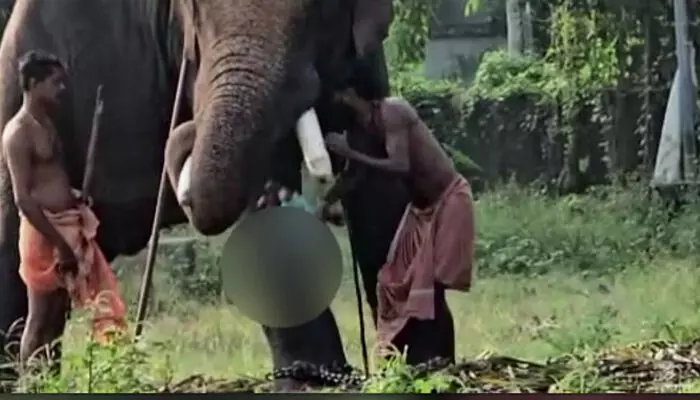 പിഞ്ചുകുഞ്ഞിനെ ആനയുടെ കൊമ്പിലിരുത്തി പാപ്പാന്മാരുടെ സാഹസം; ദേവസ്വം പാപ്പാന് പിന്നാലെ കുട്ടിയുടെ അച്ഛനും അറസ്റ്റില് പിഞ്ചുകുഞ്ഞിനെ ആനയുടെ കൊമ്പിലിരുത്തി പാപ്പാന്മാരുടെ സാഹസം; ദേവസ്വം പാപ്പാന് പിന്നാലെ കുട്ടിയുടെ അച്ഛനും അറസ്റ്റില്