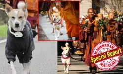 അമേരിക്കൻ ഐക്യനാടുകളിലൂടെയുള്ള വാക്ക് ഫോർ പീസിലെ അപ്രതീക്ഷിത പങ്കാളി; ബുദ്ധ സന്യാസിമാർക്ക് വഴികാട്ടിയായി ഇന്ത്യൻ തെരുവുനായ; ലോകശ്രദ്ധ നേടി 100 ദിവസം പിന്നിട്ട ആ സമാധാന യാത്ര; സമൂഹ മാധ്യമങ്ങളിലും തരംഗമായി അലോക ദി പീസ് ഡോഗ് അമേരിക്കൻ ഐക്യനാടുകളിലൂടെയുള്ള വാക്ക് ഫോർ പീസിലെ അപ്രതീക്ഷിത പങ്കാളി; ബുദ്ധ സന്യാസിമാർക്ക് വഴികാട്ടിയായി ഇന്ത്യൻ തെരുവുനായ; ലോകശ്രദ്ധ നേടി 100 ദിവസം പിന്നിട്ട ആ സമാധാന യാത്ര; സമൂഹ മാധ്യമങ്ങളിലും തരംഗമായി അലോക ദി പീസ് ഡോഗ്