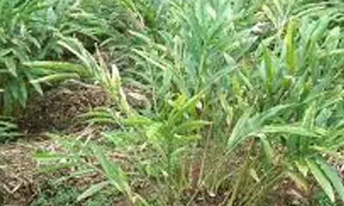 ഏലത്തോട്ടത്തിലെ മോഷണം അന്വേഷിക്കാനെത്തിയ പോലീസുകാര്‍ക്ക് കുപ്പി വാങ്ങാനെന്ന പേരില്‍ കൈക്കൂലി; വണ്ടന്‍മേട്ടിലെ പഞ്ചായത്തംഗത്തിന് സ്വന്തം സമുദായത്തിന്റെ പരിപാടിയില്‍ വിലക്ക്