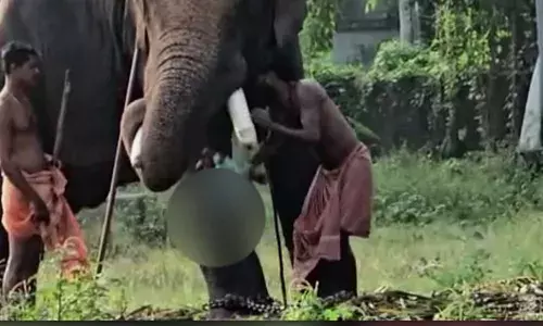 പിഞ്ചുകുഞ്ഞിനെ ആനയുടെ കൊമ്പിലിരുത്തി പാപ്പാന്മാരുടെ സാഹസം; ദേവസ്വം പാപ്പാന് പിന്നാലെ കുട്ടിയുടെ അച്ഛനും അറസ്റ്റില് പിഞ്ചുകുഞ്ഞിനെ ആനയുടെ കൊമ്പിലിരുത്തി പാപ്പാന്മാരുടെ സാഹസം; ദേവസ്വം പാപ്പാന് പിന്നാലെ കുട്ടിയുടെ അച്ഛനും അറസ്റ്റില്