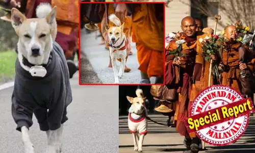 അമേരിക്കൻ ഐക്യനാടുകളിലൂടെയുള്ള വാക്ക് ഫോർ പീസിലെ അപ്രതീക്ഷിത പങ്കാളി; ബുദ്ധ സന്യാസിമാർക്ക് വഴികാട്ടിയായി ഇന്ത്യൻ തെരുവുനായ; ലോകശ്രദ്ധ നേടി 100 ദിവസം പിന്നിട്ട ആ സമാധാന യാത്ര; സമൂഹ മാധ്യമങ്ങളിലും തരംഗമായി അലോക ദി പീസ് ഡോഗ്