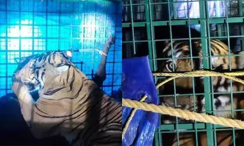 ഇരിട്ടി അയ്യന്‍കുന്നില്‍ നാല് പശുക്കളെ കടിച്ചു കൊന്ന കടുവ വനം വകുപ്പ് വെച്ച കൂട്ടില്‍ വീണു; കടുവയെ വയനാട് കുപ്പാടി കടുവാ സങ്കേതത്തിലേക്ക് കൊണ്ടുപോയി