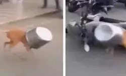 വിശപ്പടക്കാൻ പറ്റാതെ ഒരു കുടത്തിൽ പോയി തലയിട്ട നായ; പെട്ടെന്ന് കഴുത്തിൽ കുരുങ്ങിയതും മരണവെപ്രാളത്തിൽ ഗ്ലാസും തകർത്ത് നെട്ടോട്ടം; പരിഭ്രാന്തിയിൽ സംഭവിച്ചത് വിശപ്പടക്കാൻ പറ്റാതെ ഒരു കുടത്തിൽ പോയി തലയിട്ട നായ; പെട്ടെന്ന് കഴുത്തിൽ കുരുങ്ങിയതും മരണവെപ്രാളത്തിൽ ഗ്ലാസും തകർത്ത് നെട്ടോട്ടം; പരിഭ്രാന്തിയിൽ സംഭവിച്ചത്