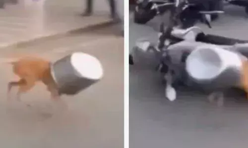 വിശപ്പടക്കാൻ പറ്റാതെ ഒരു കുടത്തിൽ പോയി തലയിട്ട നായ; പെട്ടെന്ന് കഴുത്തിൽ കുരുങ്ങിയതും മരണവെപ്രാളത്തിൽ ഗ്ലാസും തകർത്ത് നെട്ടോട്ടം; പരിഭ്രാന്തിയിൽ സംഭവിച്ചത്