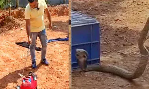 ബാഗിന് പതിവില്ലാത്ത കനം; തുറന്നപ്പോൾ തല ഉയർത്തി ചീറ്റൽ; കടിയേല്ക്കാതെ രക്ഷപെട്ടത് തലനാരിഴയ്ക്ക്; കാക്കനാട് ഒന്നാം ക്ലാസുകാരന്റെ ബാഗിൽ മൂർഖൻ പാമ്പ്