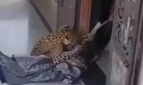 വീട്ടിലെത്തിയ പുലിയെ പിടികൂടി കെട്ടിയിട്ടു; വനംവകുപ്പിനെ വിളിച്ച് കാര്യം അറിയിച്ചു; വീട്ടമ്മയുടെ ധൈര്യം കണ്ട് അന്തംവിട്ട് നാട്ടുകാര്‍