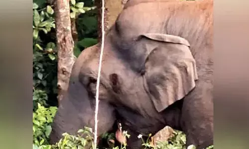 പടയപ്പ മദപ്പാടില്‍; ജനങ്ങള്‍ ജാഗ്രത പാലിക്കണമെന്ന് മുന്നറിയിപ്പ്