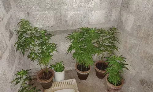 വിൽപ്പനയ്ക്കായി കഞ്ചാവ് ചെടികൾ വളർത്തിയത് ശുചിമുറിക്കുള്ളിൽ; പിടിച്ചെടുത്തത് 25 കഞ്ചാവ് തൈകൾ; പുതുപൊന്നാനിക്കാരൻ ഹക്കീം