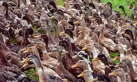 കൊല്ലത്ത് പക്ഷിപ്പനി സ്ഥിരീകരിച്ചു: നിരീക്ഷണം 16 പഞ്ചായത്തുകളിലേക്ക്; ആശങ്ക വേണ്ടെന്ന് അധികൃതര്‍