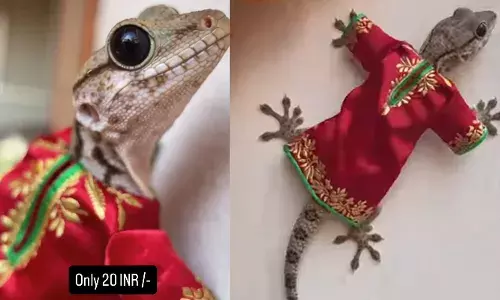 കുർത്ത അണിഞ്ഞ് ചുമരിലൂടെ ഇരപിടിക്കാൻ നടക്കുന്ന പല്ലി; കൈകൊണ്ട് നിർമ്മിച്ച ഇന്ത്യയിലെ ആദ്യത്തെ പല്ലി വസ്ത്രംത്തിന്റെ വില 20 രൂപ മാത്രം; വൈറലായി വീഡിയോ