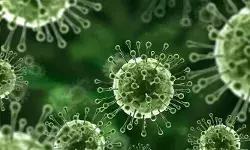 ബംഗാളില്‍ മൂന്ന് ആരോഗ്യപ്രവര്‍ത്തകര്‍ക്ക് നിപ സ്ഥിരീകരിച്ചു; 100 പേര്‍ നിരീക്ഷണത്തില്‍