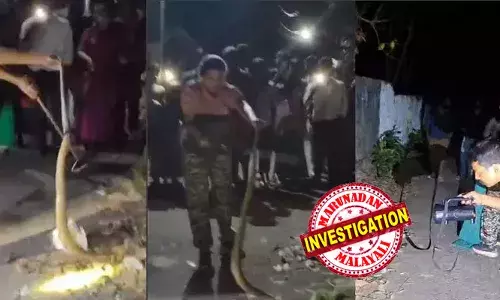 പെരുമ്പാമ്പിനെ പിടികൂടണമെന്ന് സര്‍പയിലേക്ക് ഫോണ്‍ കോള്‍; വനംവകുപ്പ് ജീവനക്കാര്‍ നെടുമങ്ങാട് എത്തിയപ്പോള്‍ കണ്ടത് കൂറ്റന്‍ അണലിയെ;  പ്രദേശവാസികള്‍ തലനാരിഴയ്ക്ക് രക്ഷപെട്ടത് ഇങ്ങനെ