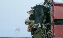 പശുവിനെ കടത്തിയെന്ന് ആരോപണം; കന്നുകാലികളുമായി വന്ന പിക്കപ്പ് വാനെ തടഞ്ഞ് നിർത്തി യുവാവിനെ അടിച്ചുകൊന്നു; ഞെട്ടിപ്പിക്കുന്ന സംഭവം ഒഡീഷയിൽ