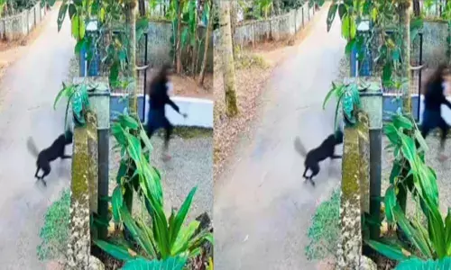 കണ്ട ഉടനെ പാഞ്ഞെത്തി കാല് കടിച്ചുപറിച്ചു; അഴിച്ചു വിട്ട വളർത്തുനായയുടെ ആക്രമണത്തിൽ വിദ്യാർത്ഥിനിക്ക് ഗുരുതര പരിക്ക്; നടുക്കുന്ന സംഭവം മുക്കത്ത്