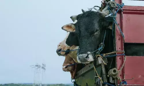 പശുവിനെ കടത്തിയെന്ന് ആരോപണം; കന്നുകാലികളുമായി വന്ന പിക്കപ്പ് വാനെ തടഞ്ഞ് നിർത്തി യുവാവിനെ അടിച്ചുകൊന്നു; ഞെട്ടിപ്പിക്കുന്ന സംഭവം ഒഡീഷയിൽ