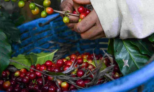 കാര്‍ഷിക വിളകളുടെ ഇന്‍ഷ്വറന്‍സ് പദ്ധതിയായ പ്രധാനമന്ത്രി ഫസല്‍ ഭീമ പദ്ധതിയില്‍ കാപ്പി കൃഷി ഉള്‍പ്പെടുത്തണം; കത്തയച്ച് പ്രിയങ്കാ ഗാന്ധി