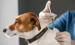 പ്രതിരോധ കുത്തിവെപ്പ് എടുത്ത വളര്‍ത്തുനായുടെ കടിയേറ്റ് പേവിഷബാധ; റിട്ട. ഐ.എ.എസ് ഉദ്യോഗസ്ഥന്റെ മകള്‍ക്ക് ദാരുണാന്ത്യം