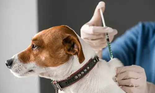 പ്രതിരോധ കുത്തിവെപ്പ് എടുത്ത വളര്‍ത്തുനായുടെ കടിയേറ്റ് പേവിഷബാധ; റിട്ട. ഐ.എ.എസ് ഉദ്യോഗസ്ഥന്റെ മകള്‍ക്ക് ദാരുണാന്ത്യം