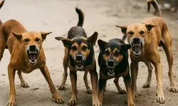 തെരുവുനായ ആക്രമണം; സംസ്ഥാനത്ത് കഴിഞ്ഞ പത്ത് വര്‍ഷത്തിനിടെ മരിച്ചത് 118 പേര്‍: കൂടുതല്‍ മരണം കൊല്ലത്ത്