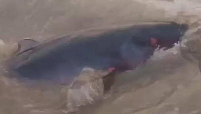 ബീച്ചിൽ കാറ്റ് കൊള്ളാനെത്തിയ സഞ്ചാരികൾ; പെട്ടെന്ന് കടലിൽ അസാധാരണ കാഴ്ച; ശക്തമായ തിരയിൽ കരയിലേക്ക് ഇരച്ചുകയറി അതിഥി; ഒട്ടും പതറാതെ കണ്ടുനിന്നവർ ചെയ്തത് ബീച്ചിൽ കാറ്റ് കൊള്ളാനെത്തിയ സഞ്ചാരികൾ; പെട്ടെന്ന് കടലിൽ അസാധാരണ കാഴ്ച; ശക്തമായ തിരയിൽ കരയിലേക്ക് ഇരച്ചുകയറി അതിഥി; ഒട്ടും പതറാതെ കണ്ടുനിന്നവർ ചെയ്തത്