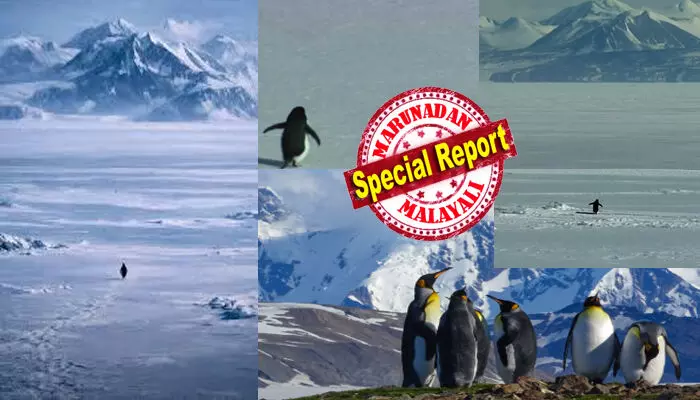കടൽത്തീരം ലക്ഷ്യമാക്കി നടന്നുകൊണ്ടിരുന്ന പെൻഗ്വിൻ കൂട്ടങ്ങൾ; അതിൽ ഒരെണ്ണം മാത്രം കൂട്ടം തെറ്റി നേരെ പോകുന്നത് 70കിലോമീറ്റർ അകലെയുള്ള മഞ്ഞുമലയിലേക്ക്; അന്നേരം അവന്റെ കണ്ണുകളിൽ തെളിഞ്ഞതെന്ത്?; ഏകാന്തത തേടിയുള്ള യാത്രയിൽ കാത്തിരിക്കുന്നത് മരണമോ?; ഹെർസോഗിന്റെ ആ ചോദ്യം നിങ്ങളുടെ ഉറക്കം കെടുത്തും ഉറപ്പ് !! കടൽത്തീരം ലക്ഷ്യമാക്കി നടന്നുകൊണ്ടിരുന്ന പെൻഗ്വിൻ കൂട്ടങ്ങൾ; അതിൽ ഒരെണ്ണം മാത്രം കൂട്ടം തെറ്റി നേരെ പോകുന്നത് 70കിലോമീറ്റർ അകലെയുള്ള മഞ്ഞുമലയിലേക്ക്; അന്നേരം അവന്റെ കണ്ണുകളിൽ തെളിഞ്ഞതെന്ത്?; ഏകാന്തത തേടിയുള്ള യാത്രയിൽ കാത്തിരിക്കുന്നത് മരണമോ?; ഹെർസോഗിന്റെ ആ ചോദ്യം നിങ്ങളുടെ ഉറക്കം കെടുത്തും ഉറപ്പ് !!