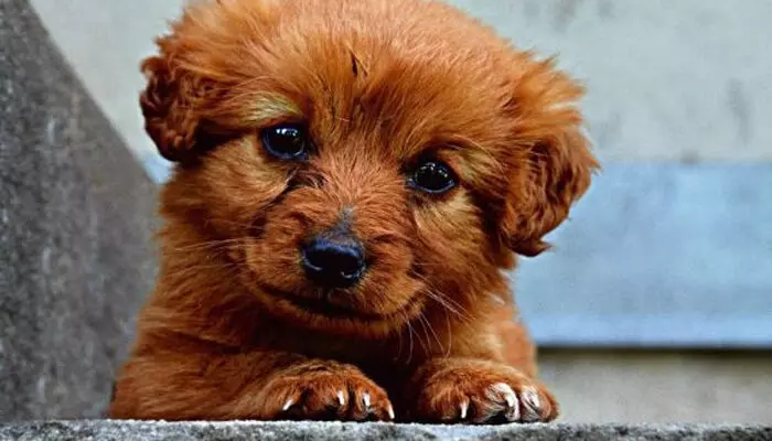 നായ്ക്കുട്ടിയെ ടോയ്ലെറ്റിൽ കൊണ്ടുപോയി ലൈംഗികമായി ഉപദ്രവിച്ചു; യുവാവിനെതിരെ കേസെടുത്ത് പോലീസ്; ദാരുണ സംഭവം മുംബൈയിൽ നായ്ക്കുട്ടിയെ ടോയ്ലെറ്റിൽ കൊണ്ടുപോയി ലൈംഗികമായി ഉപദ്രവിച്ചു; യുവാവിനെതിരെ കേസെടുത്ത് പോലീസ്; ദാരുണ സംഭവം മുംബൈയിൽ