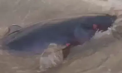 ബീച്ചിൽ കാറ്റ് കൊള്ളാനെത്തിയ സഞ്ചാരികൾ; പെട്ടെന്ന് കടലിൽ അസാധാരണ കാഴ്ച; ശക്തമായ തിരയിൽ കരയിലേക്ക് ഇരച്ചുകയറി അതിഥി; ഒട്ടും പതറാതെ കണ്ടുനിന്നവർ ചെയ്തത്