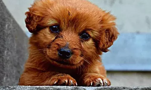 നായ്ക്കുട്ടിയെ ടോയ്‌ലെറ്റിൽ കൊണ്ടുപോയി ലൈംഗികമായി ഉപദ്രവിച്ചു; യുവാവിനെതിരെ കേസെടുത്ത് പോലീസ്; ദാരുണ സംഭവം മുംബൈയിൽ