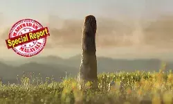 സസ്യവുമല്ല, ഫംഗസുമല്ല; 410 ദശലക്ഷം വര്ഷങ്ങള്ക്ക് മുമ്പ് ഭൂമിയെ വിറപ്പിച്ച ആ ഭീമന് ആര്? 26 അടി ഉയരമുള്ള ആ നിഗൂഢ ജീവിയുടെ ചുരുളഴിയുന്നു; സ്കോട്ട്ലന്ഡിലെ ആ കണ്ടെത്തല് ശാസ്ത്ര ലോകത്തെ ഞെട്ടിക്കുമ്പോള് സസ്യവുമല്ല, ഫംഗസുമല്ല; 410 ദശലക്ഷം വര്ഷങ്ങള്ക്ക് മുമ്പ് ഭൂമിയെ വിറപ്പിച്ച ആ ഭീമന് ആര്? 26 അടി ഉയരമുള്ള ആ നിഗൂഢ ജീവിയുടെ ചുരുളഴിയുന്നു; സ്കോട്ട്ലന്ഡിലെ ആ കണ്ടെത്തല് ശാസ്ത്ര ലോകത്തെ ഞെട്ടിക്കുമ്പോള്