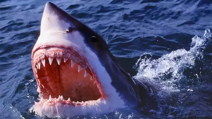 സിഡ്നി ബീച്ചില് സ്രാവിന്റെ കടിയേറ്റ് ചികിത്സയിലായിരുന്ന കൗമാരക്കാരന് മരിച്ചു; രണ്ട് ദിവസത്തിനിടെ ഉണ്ടായത് നാല് ആക്രമണങ്ങള്; ബീച്ചുകള് അടച്ചിട്ടു സിഡ്നി ബീച്ചില് സ്രാവിന്റെ കടിയേറ്റ് ചികിത്സയിലായിരുന്ന കൗമാരക്കാരന് മരിച്ചു; രണ്ട് ദിവസത്തിനിടെ ഉണ്ടായത് നാല് ആക്രമണങ്ങള്; ബീച്ചുകള് അടച്ചിട്ടു